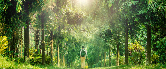 young traveler walking into deep forest in a sunny day