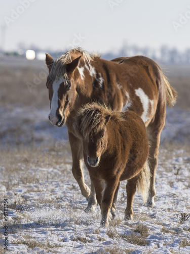 Naklejka na meble A Horse and Pony on a windswept snowy pasture in South Dakota