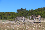 Fototapeta  - Beautiful zebra in Natural bridge wildlife range