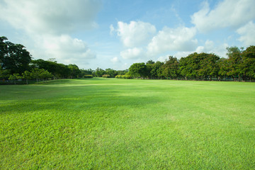 Wall Mural - beautiful morning light in public park with green grass field an