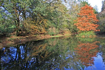 Poster - Lake in Autumn