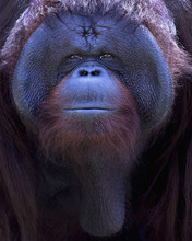 Orangutan Portrait. A Portrait Of The Young Orangutan Close Up At A Short Distance. Bornean Orangutan (Pongo Pygmaeus) In The Wild Nature. Island Borneo. Indonesia.