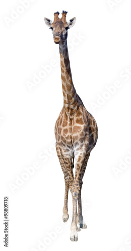 Foto-Kassettenrollo - Giraffe isolated on white background (von AVD)