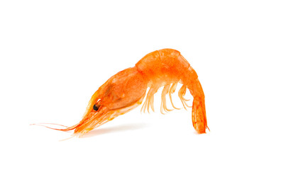 Canvas Print - fresh shrimp isolated