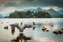 Goose And Ducks On Derwent Water In The English Lake District 