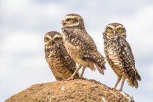 Owls From Serra Da Canastra National Park - Minas Gerais - Brazi