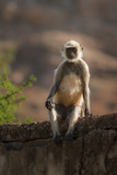 Fototapeta Konie - Langur monkey/langur monkey