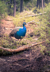 Wall Mural - Beautiful peacock