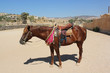 Jerash - Pferd