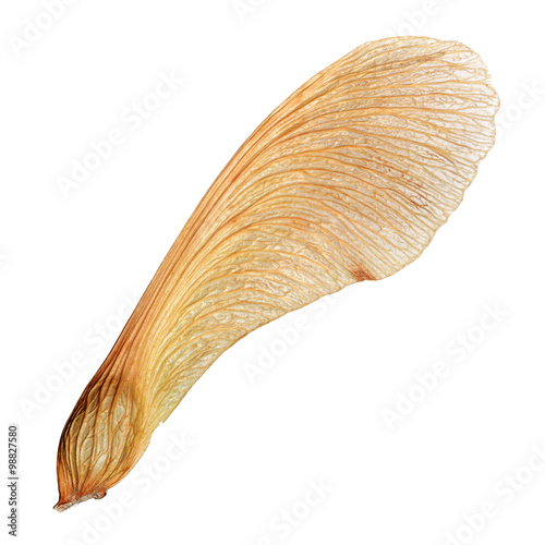 Fotografie, Obraz Isolated maple seed closeup macro with high detail