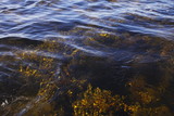 Kelp, Algae, Underwater, Sea, Seaweed