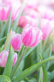Fototapeta Tulipany - tulips in the  flower garden