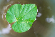 Leaf Floating On Water