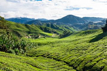 Green Hills of Tea Planation - Cameron Highlands, Malaysia