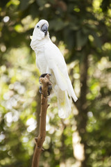 Wall Mural - White Cockatoo