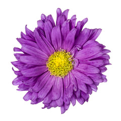 Fotomurales - Purple aster isolated