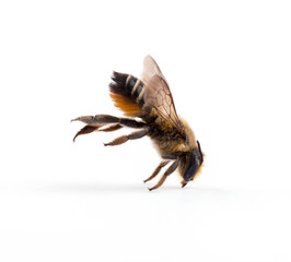 bee isolated on the white.