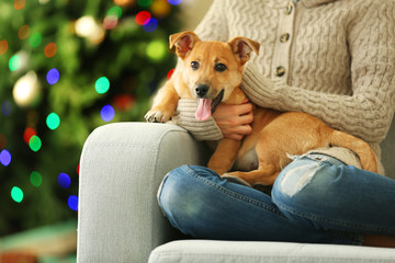 Sticker - Female person holding small cute funny dog at chair on Christmas tree background