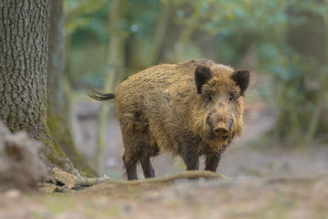 Poster - Wild boar looking from the forest