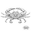 Blue Crab - Illustration