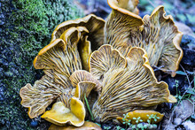 Omphalotus Olivascens, Commonly Known As The Western Jack-o'-lantern Mushroom