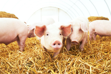 Wall Mural - young piglet on hay at pig farm