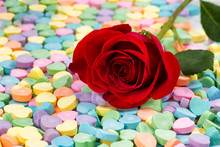 Single Freshly Cut Red Rose On Colorful Heart Shaped Candies