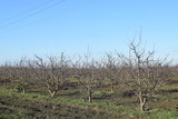 Fototapeta Sawanna - Winter young orchard