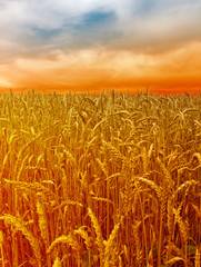 Sticker - sunset over wheat field