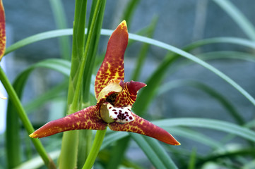 Wall Mural - Orchid Maxillaria tenuifolia