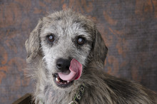 Scruffy Grey Dog Licking Face With Tongue
