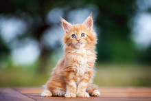 Ginger Maine Coon Kitten Sitting Outdoors