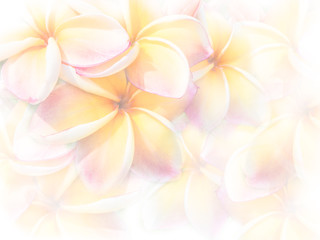 Wall Mural - sweet color pink plumeria or frangipani flowers