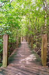 Path in Mangrove forest 
