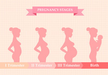 Pregnant Woman - First, Second And Third Trimester