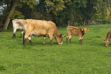 Cow With Calf On A Meadow Grazing_North Rhine-Westphalia_Germany