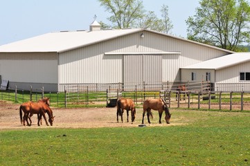 Wall Mural - Horse Farm