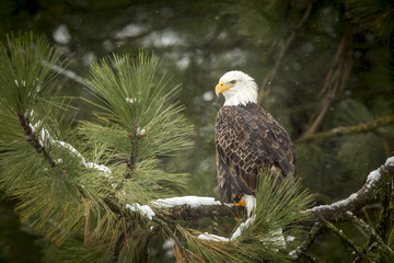 bald eagle in snowy tree.