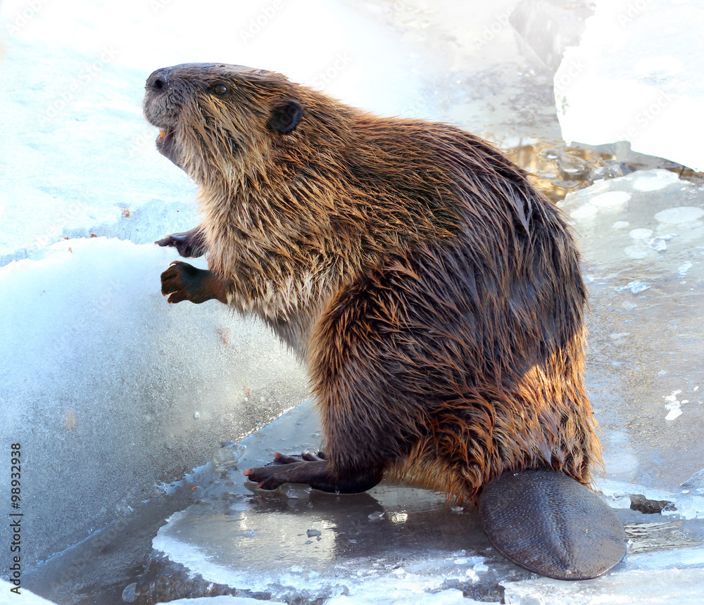 Beaver on a piece of ice in winter - obrazy, fototapety, plakaty 