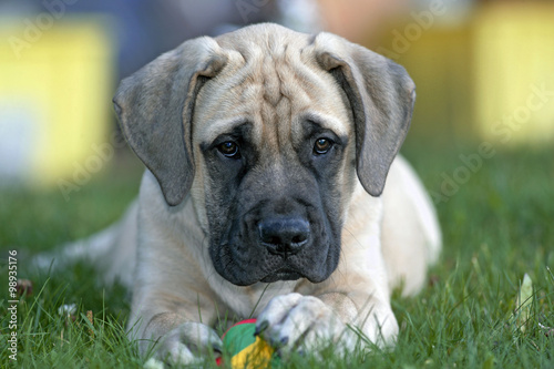 Nowoczesny obraz na płótnie Mastiff puppy playing with ball