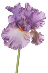 Wall Mural - iris