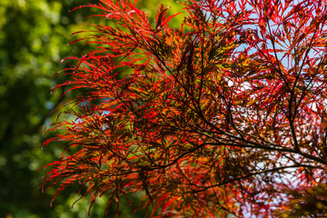 Wall Mural - Japanese Red Maple at summer day in park