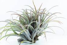 Air Root Plant, Tillandsia Capitata, On White Background