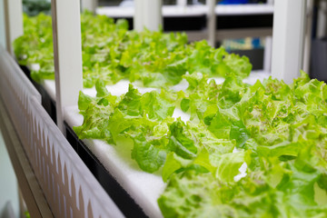 Wall Mural - Indoor Hydroponics system