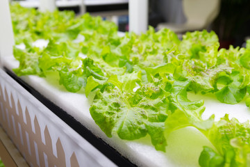 Wall Mural - Lettuce cultivated in hydroponic system