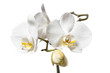 Orchidaceae. White orchid flowers on white background. 