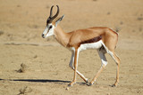 Fototapeta Zwierzęta - Springbok - skocznik antylopi - na Pustyni Kalahari