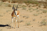 Fototapeta Zwierzęta - Springbok - skocznik antylopi - na Pustyni Kalahari