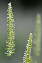 Crested Dog's-tail (Cynosurus Cristatus). A Grass In The Family Poaceae In Flower In A British Meadow
