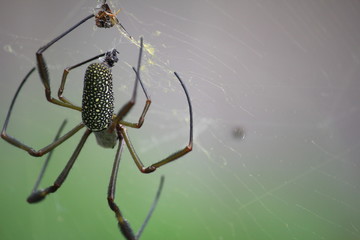 Spyder at web on close-up